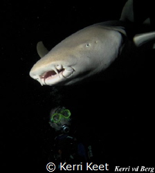 We dived under the jetty at Alimata where we were treated... by Kerri Keet 
